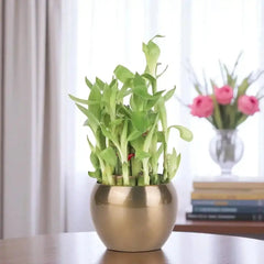 Indoor 2 Layer Bamboo Plant in a stylish gold vase, great for gifting and enhancing home or workspace aesthetics.