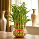 Bamboo plant in a glass vase