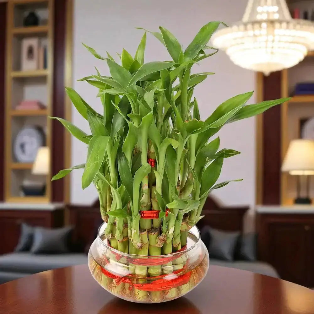 Bamboo plant in a glass vase Main image