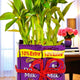 Exquisite 2 Layer Bamboo with Chocolates arranged in a decorative planter with Cadbury Dairy Milk, ideal for indoor decor and gifting positivity.