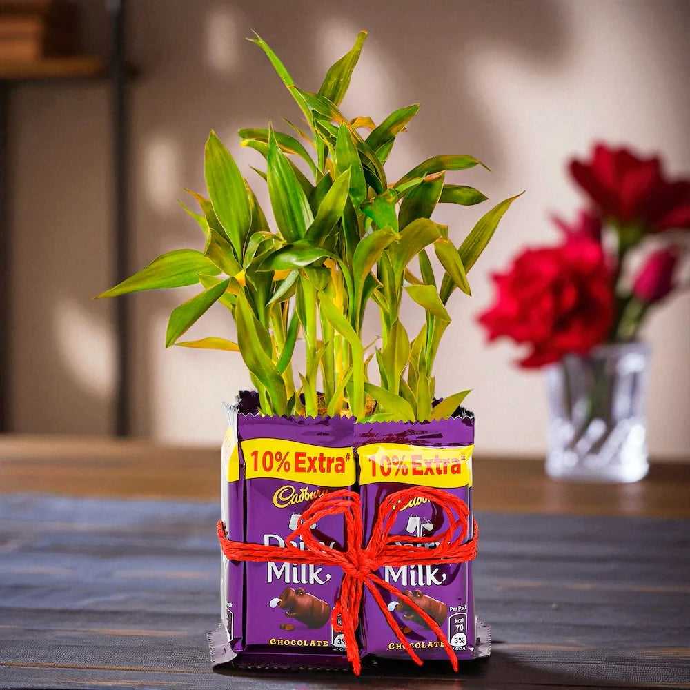 Bamboo Plant Gift with Chocolates - Positive Energy Gift featuring a 2-layer bamboo in a glass vase wrapped with Dairy Milk bars and red ribbon. Main image