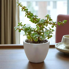 Jade Plant Indoor Gift in white ceramic pot placed on wooden table, symbolizing prosperity and charm for home or office decor.