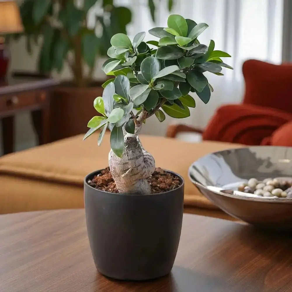 Ficus Bonsai Plant in black pot placed on a wooden table, ideal for home or office decor. Air-purifying indoor plant with thick trunk and glossy leaves. Main image