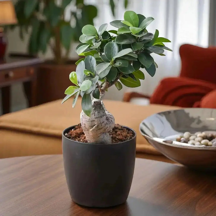 Ficus Bonsai Plant in black pot placed on a wooden table, ideal for home or office decor. Air-purifying indoor plant with thick trunk and glossy leaves. Main image