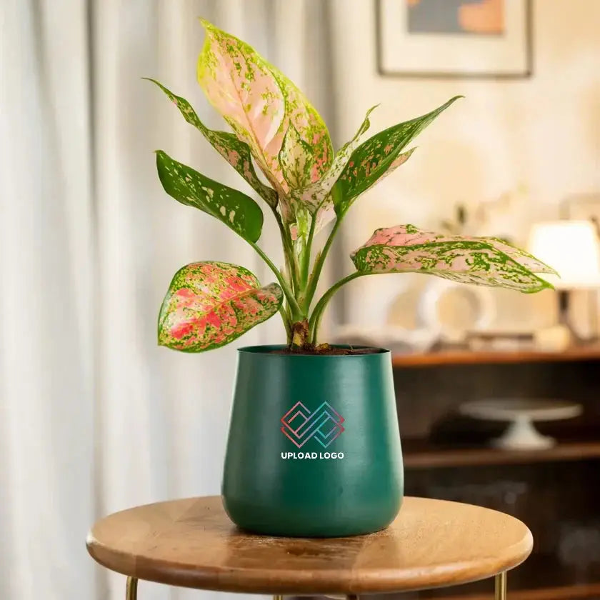Potted plant with green and pink leaves