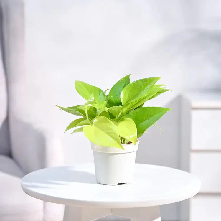 Green potted plant on a white table with a blurred background Main image