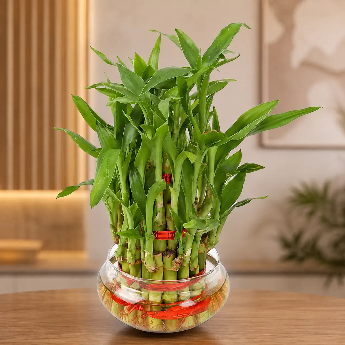 Hearty Three Layer Lucky Bamboo Plant — Islamic gift by Hadiyah