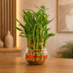 Hearty Three Layer Lucky Bamboo Plant