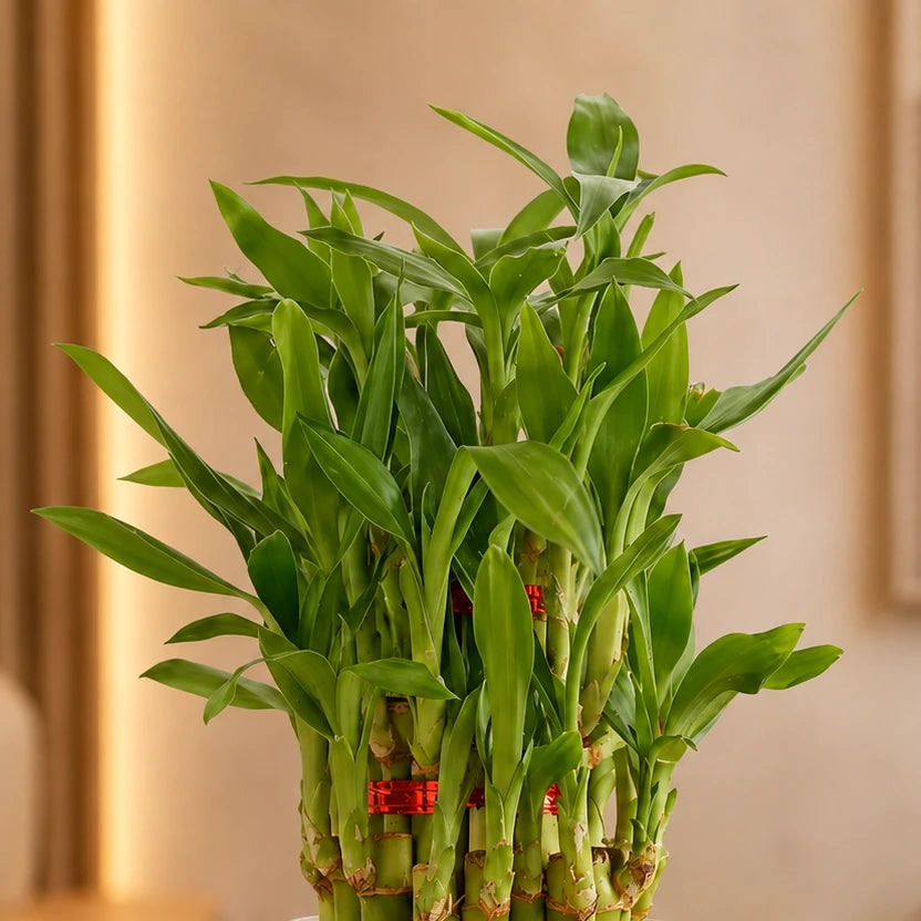 Hearty Three Layer Lucky Bamboo Plant