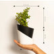 Grow Together Lucky Jade Plant