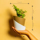 Grow Together Lucky Jade Plant