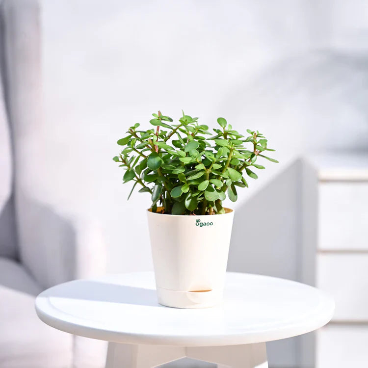 Potted plant on a small round table 