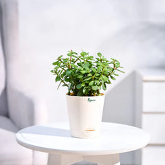 Potted plant on a small round table 