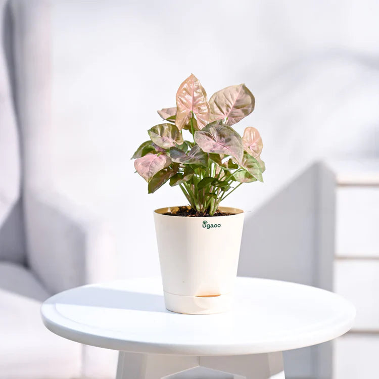 Potted plant with pink and green leaves 