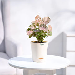 Potted plant with pink and green leaves 