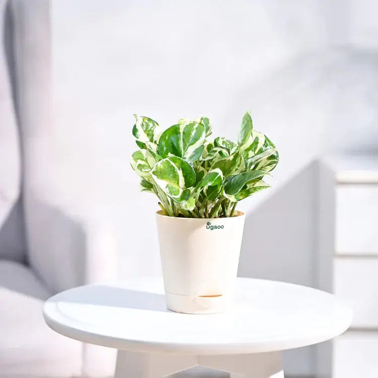 Potted plant on a small round table with a blurred background Main image
