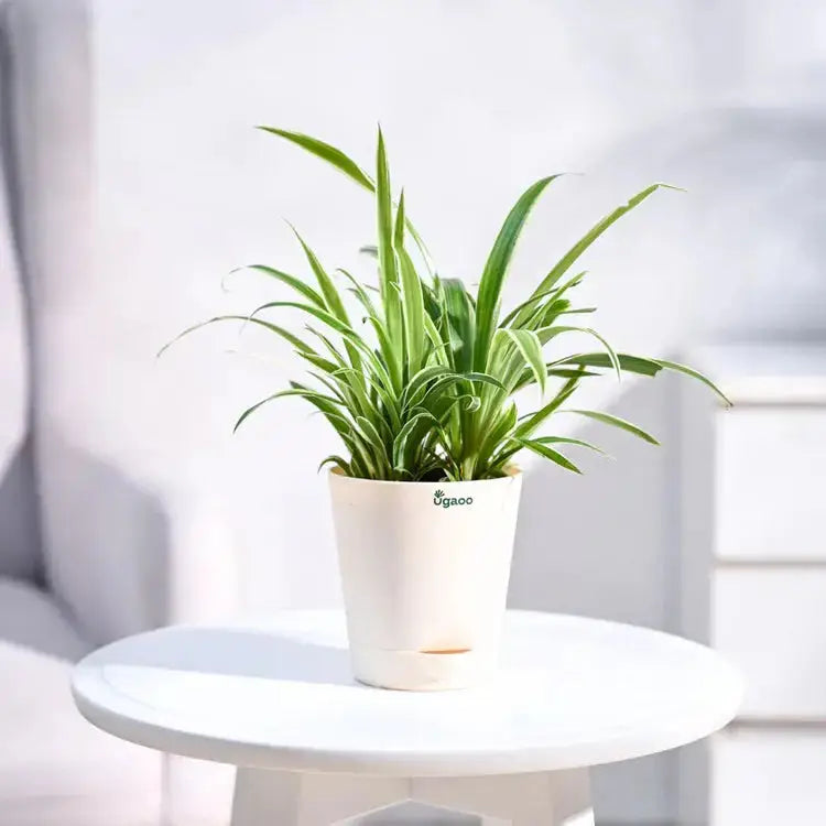 Potted plant on a white table with a blurred background Main image