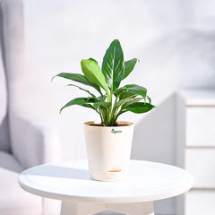 Potted plant on a small round table 