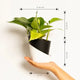 Money Plant Variegated