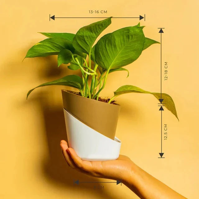 Money Plant Variegated