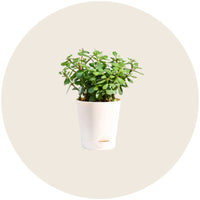 Plants
