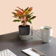 Aglaonema Lipstick Plant
