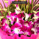 Close-up of fresh cut purple orchids with white accents, elegantly arranged for a stunning gift on special occasions.