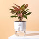 Aglaonema Lipstick Plant White