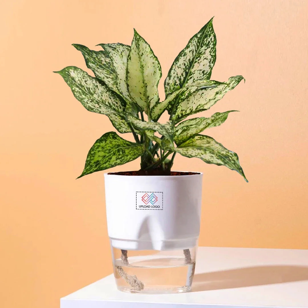 Aglaonema Snow White Plant White
