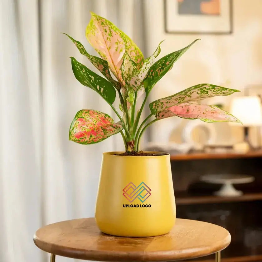 Aglaonema Pink Valentine Plant in a yellow planter, a vibrant indoor plant choice for gifting or brightening up home and office spaces.