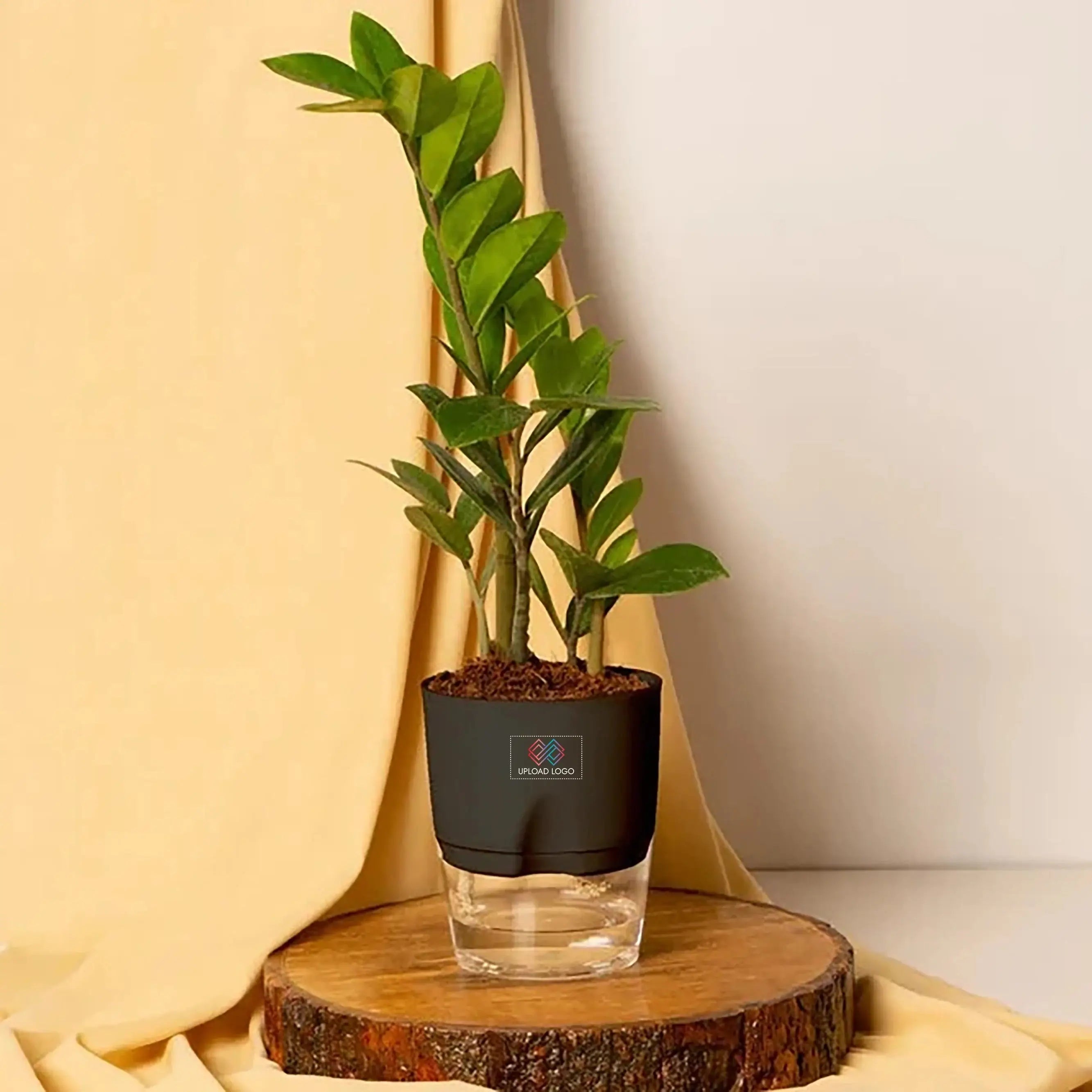 ZZ-Zamia Green Plant Black Main image
