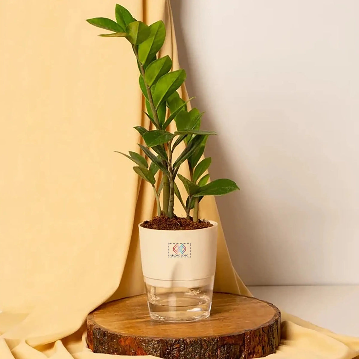 ZZ-Zamia Green Plant Cream