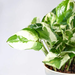 Money plant