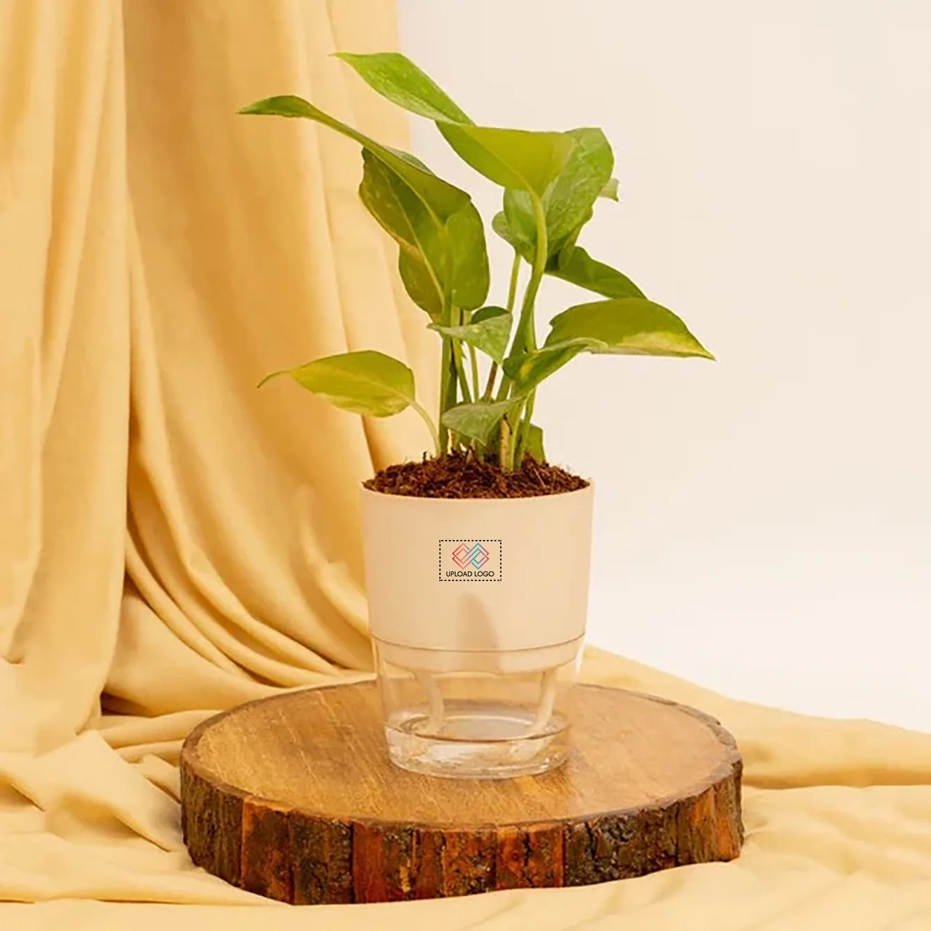 Money Plant Variegated Cream