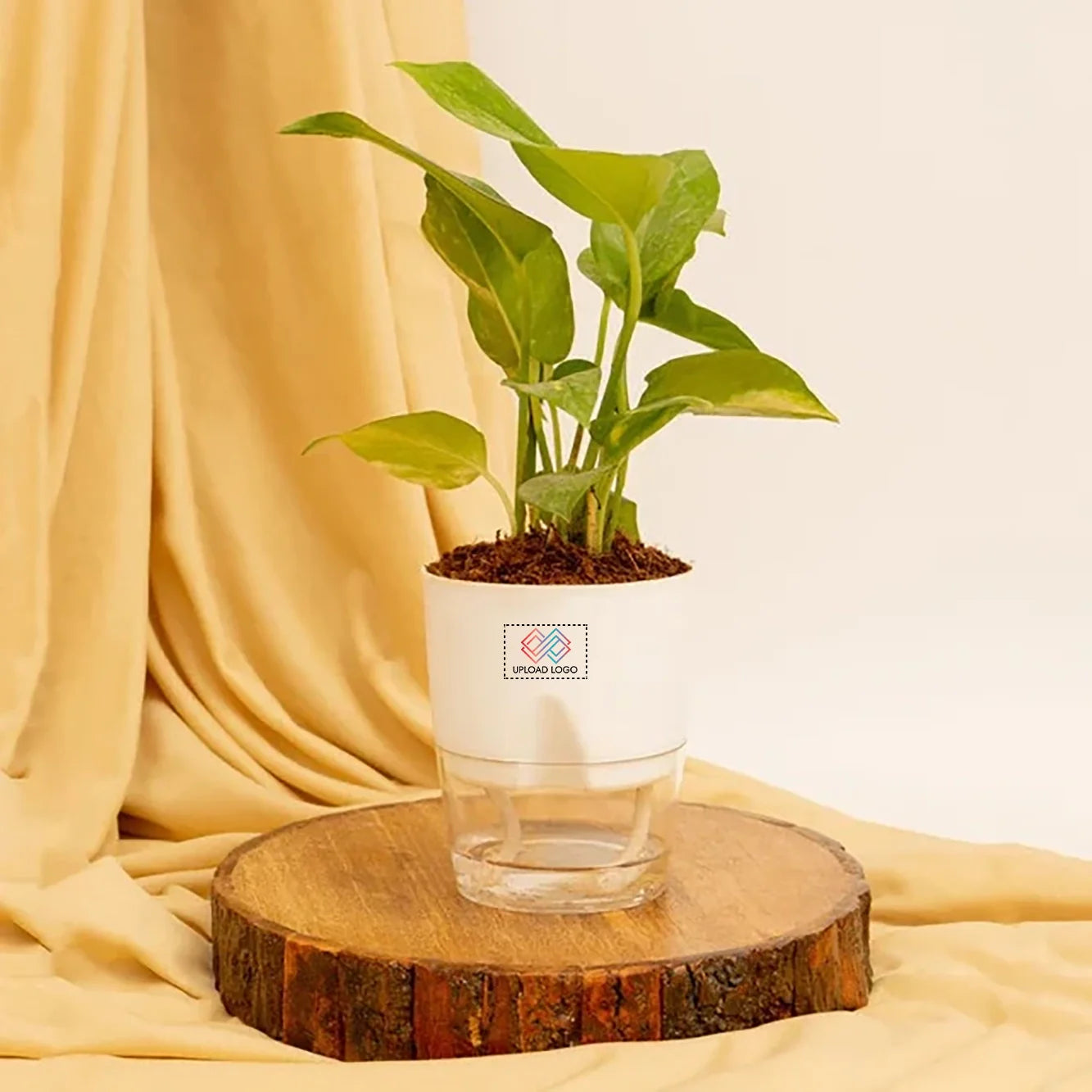 Money Plant Variegated White