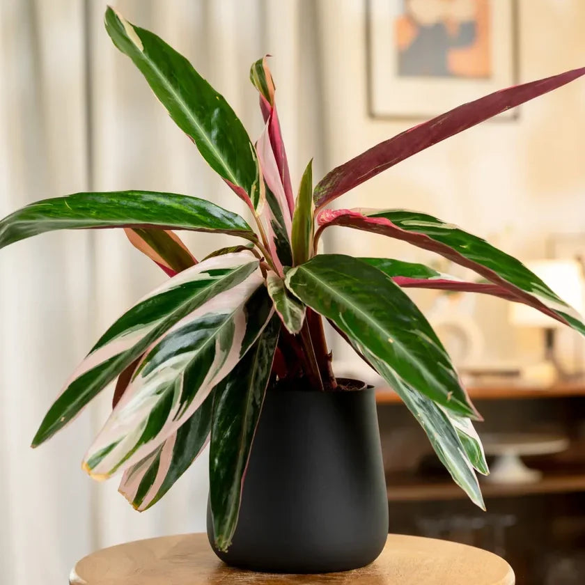 Calathea Triostar Plant
