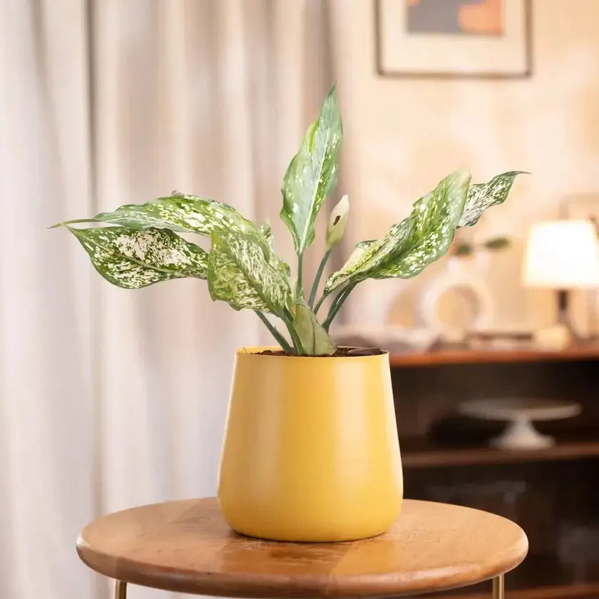 Woman admiring Aglaonema Snow White Plant in yellow pot, emphasizing its appeal as a thoughtful gift and decorative indoor plant.