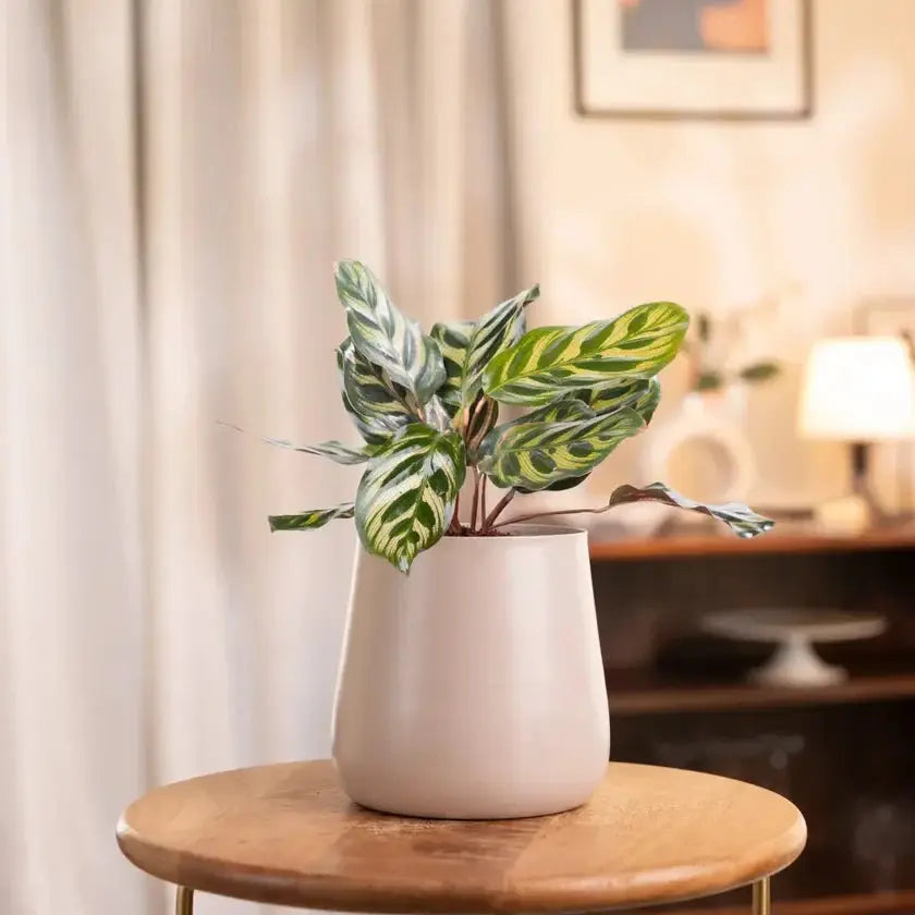 Peacock Plant in cream pot on wooden table, perfect for indoor spaces. Thrives in indirect light with minimal watering.