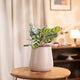 Peacock Plant in cream pot on wooden table, perfect for indoor spaces. Thrives in indirect light with minimal watering.